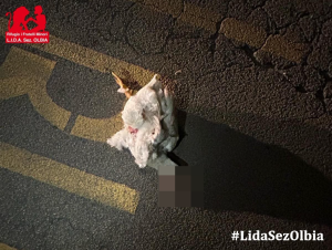 Oche in strada a Olbia una muore, l'altra salva