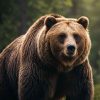 Orso