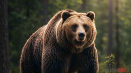 Orso