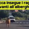 Arzachena come Pamplona, una mucca in strada insegue i ragazzi