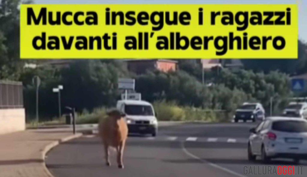 Arzachena come Pamplona, una mucca in strada insegue i ragazzi