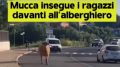 Arzachena come Pamplona, una mucca in strada insegue i ragazzi