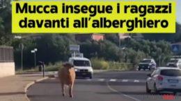 Arzachena come Pamplona, una mucca in strada insegue i ragazzi