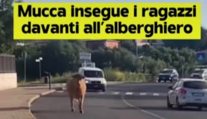 Arzachena come Pamplona, una mucca in strada insegue i ragazzi