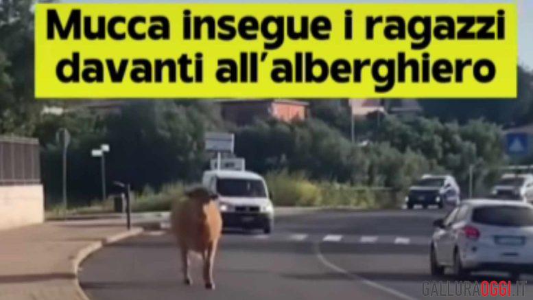 Arzachena come Pamplona, una mucca in strada insegue i ragazzi