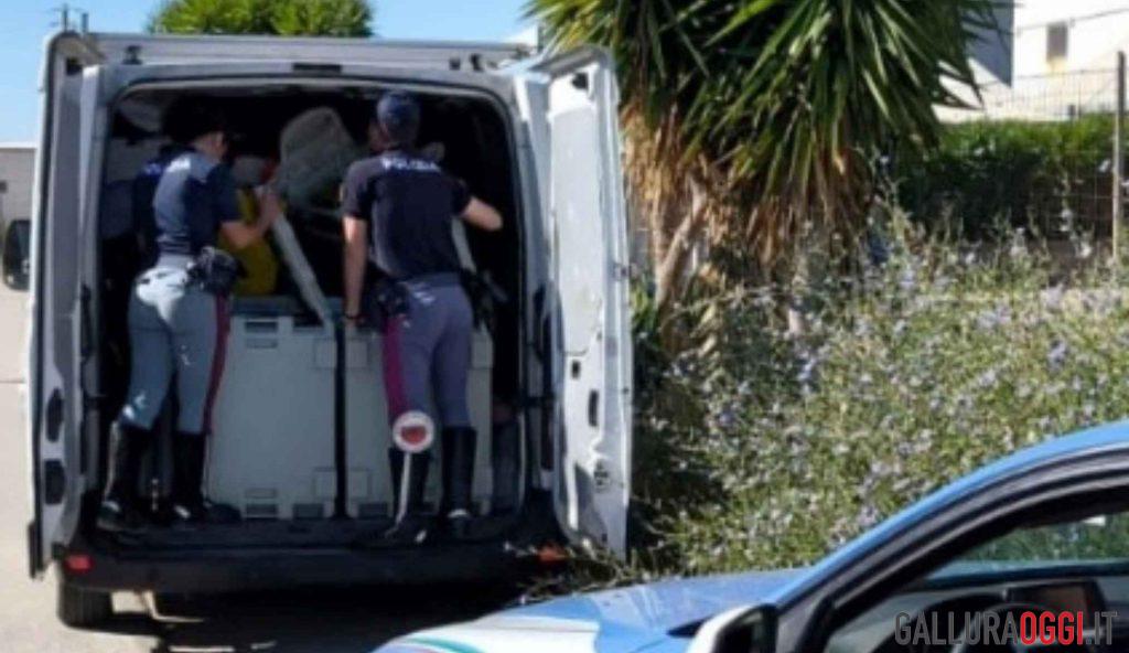 Alimenti surgelati in cattivo stato sequestrati al porto di Olbia