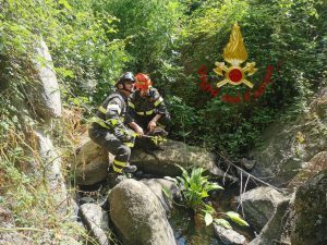 Cane bloccato nel ruscello a Arzachena, salvato dai vigili del fuoco