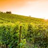 abuso edilizio porto rotondo vigneto