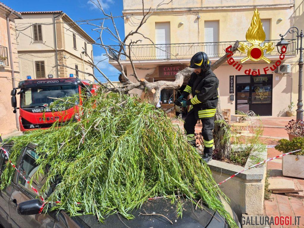 L'albero si spezza vicino ai passanti, paura a La Maddalena