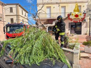 L'albero si spezza vicino ai passanti, paura a La Maddalena