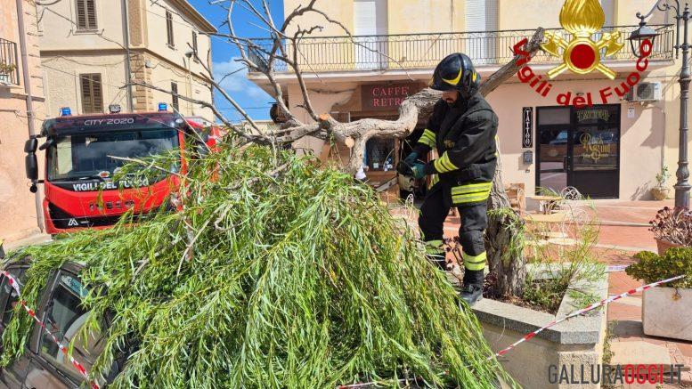 L'albero si spezza vicino ai passanti, paura a La Maddalena