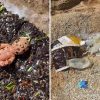 Plastica e microplastica sommergono le coste di Palau, l’allarme