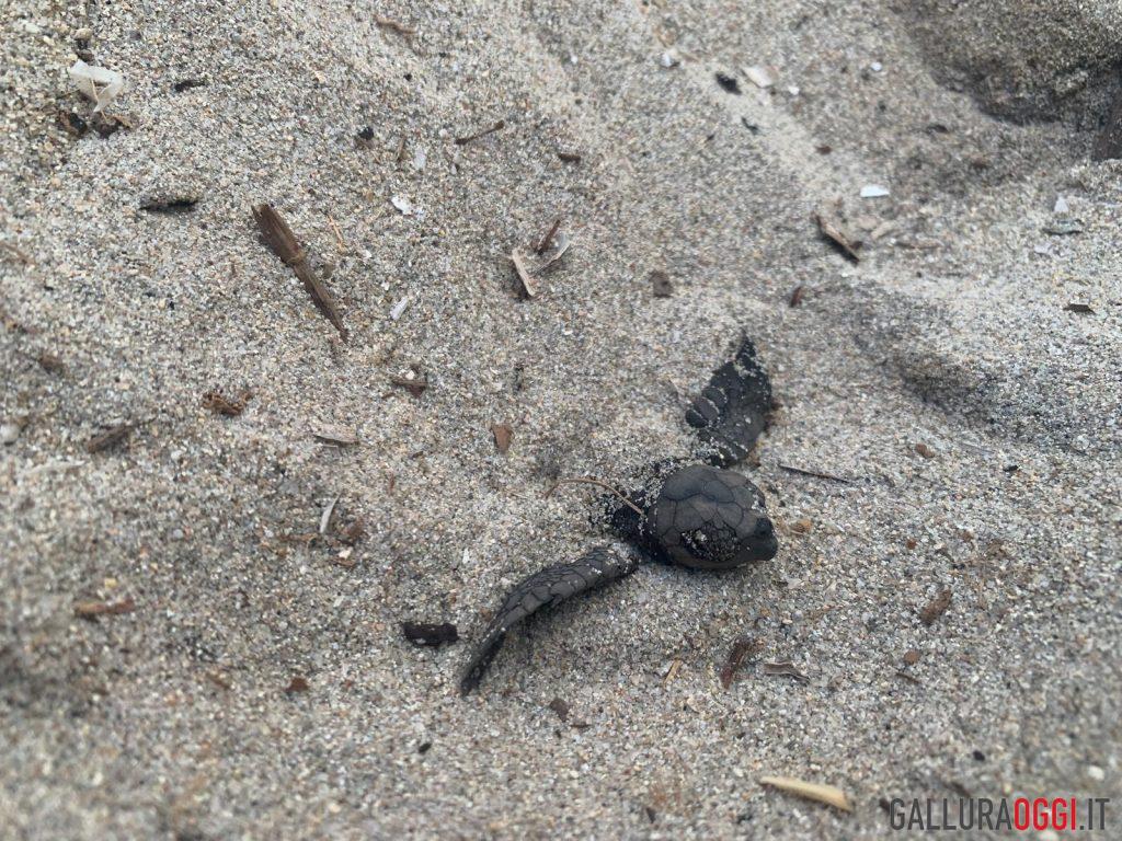 caretta caretta loiri porto san paolo porto taverna