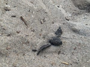 caretta caretta loiri porto san paolo porto taverna
