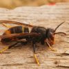Vespa velutina sardegna
