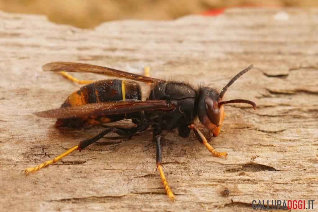 Vespa velutina sardegna