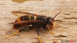 Vespa velutina sardegna