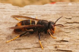 Vespa velutina sardegna