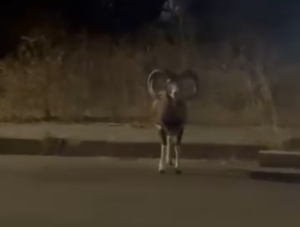 Mufloni Golfo Aranci