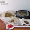 Maxi piantagione di cannabis tra Luras e Luogosanto, un arresto