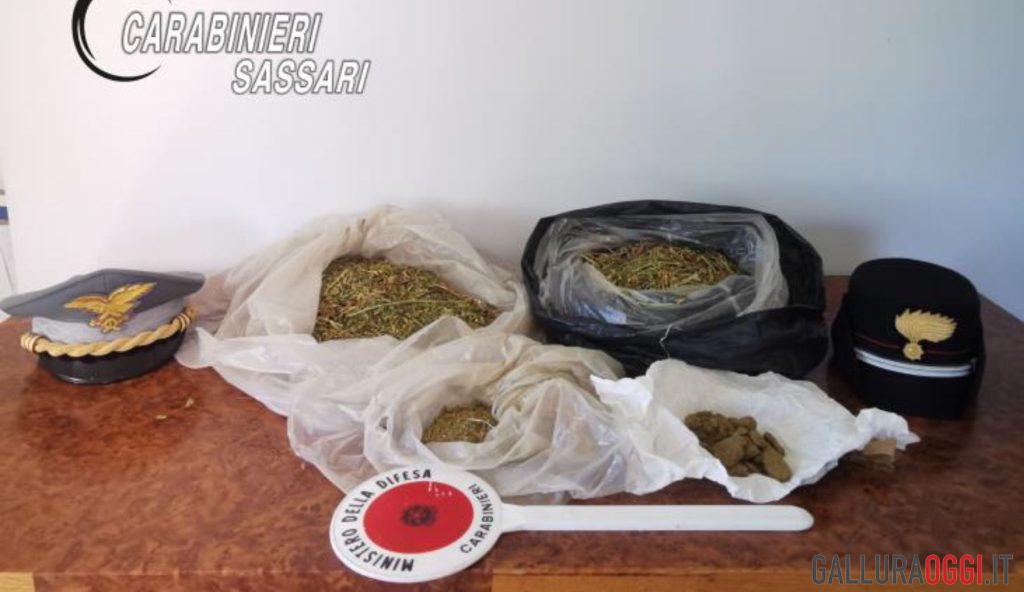Maxi piantagione di cannabis tra Luras e Luogosanto, un arresto