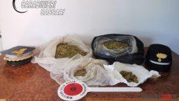 Maxi piantagione di cannabis tra Luras e Luogosanto, un arresto