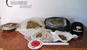 Maxi piantagione di cannabis tra Luras e Luogosanto, un arresto