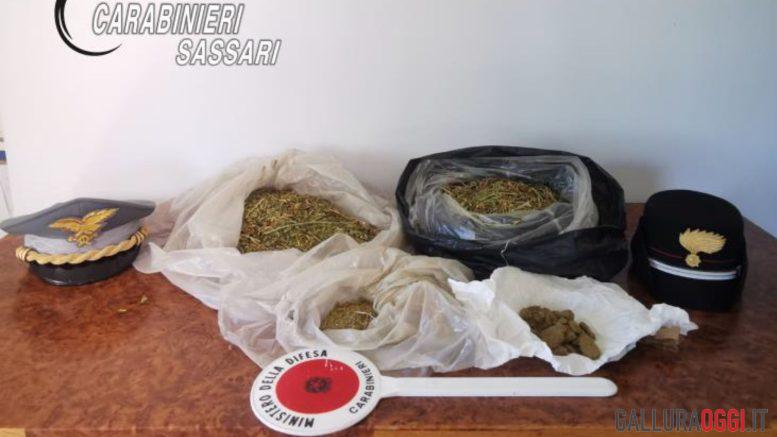 Maxi piantagione di cannabis tra Luras e Luogosanto, un arresto