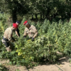 Cannabis Oschiri