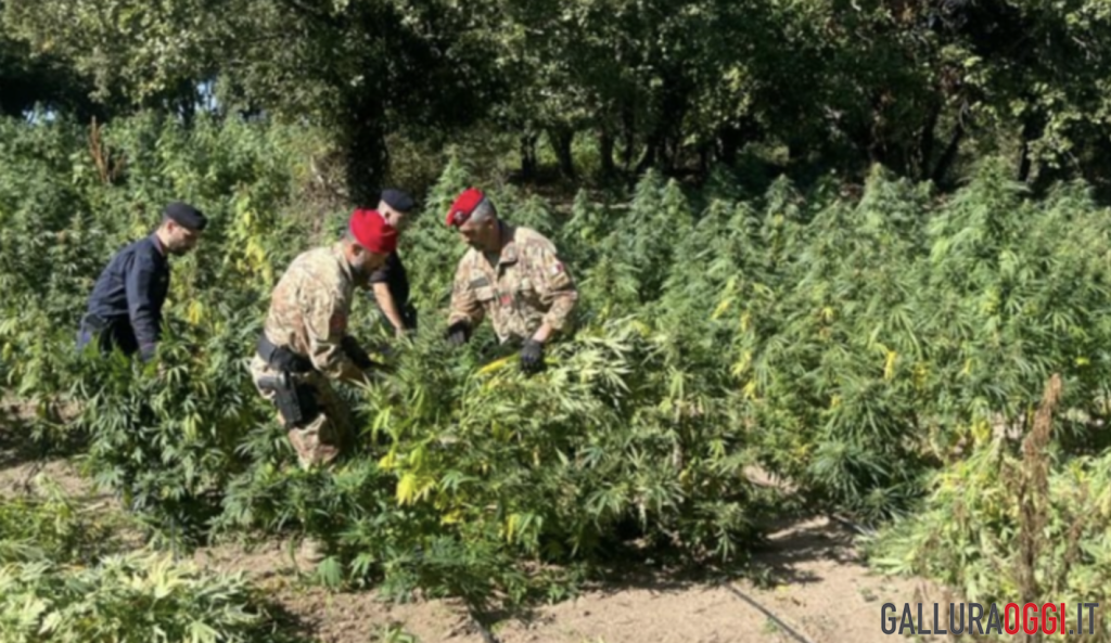 Cannabis Oschiri