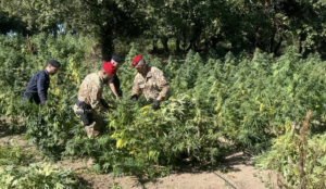 Cannabis Oschiri