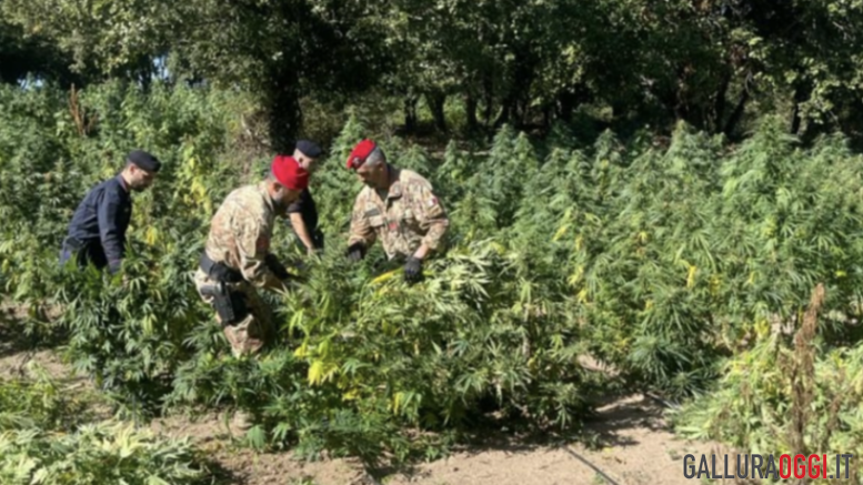 Cannabis Oschiri