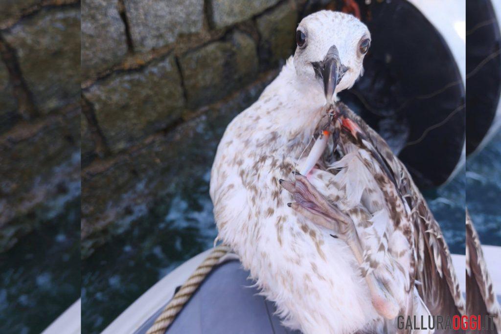 gabbiano golfo aranci
