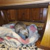 Nala, la cagnolina di Golfo Aranci che ha vegliato per due notti sotto la bara del padrone defunto