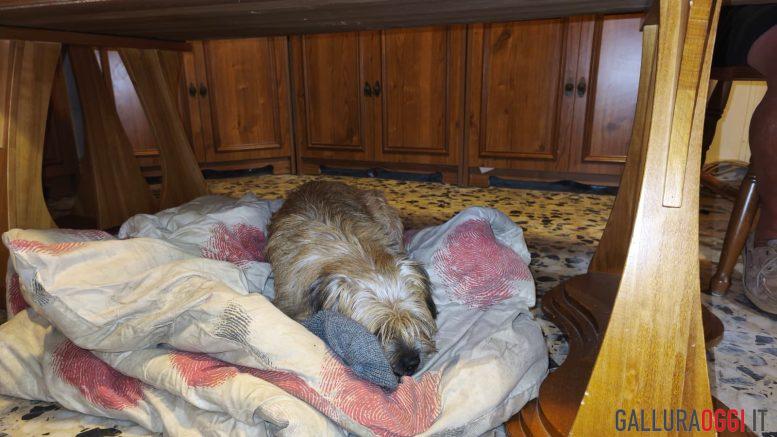 Nala, la cagnolina di Golfo Aranci che ha vegliato per due notti sotto la bara del padrone defunto