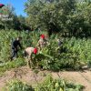 Coltivazione e spaccio di cannabis, arrestato a Oschiri