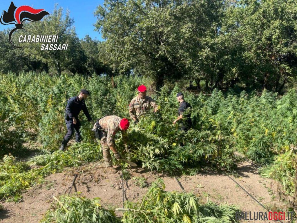 Coltivazione e spaccio di cannabis, arrestato a Oschiri