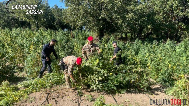 Coltivazione e spaccio di cannabis, arrestato a Oschiri