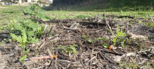 Torna l’incubo dell’eroina a Olbia, siringhe nelle aree verdi e nei parcheggi
