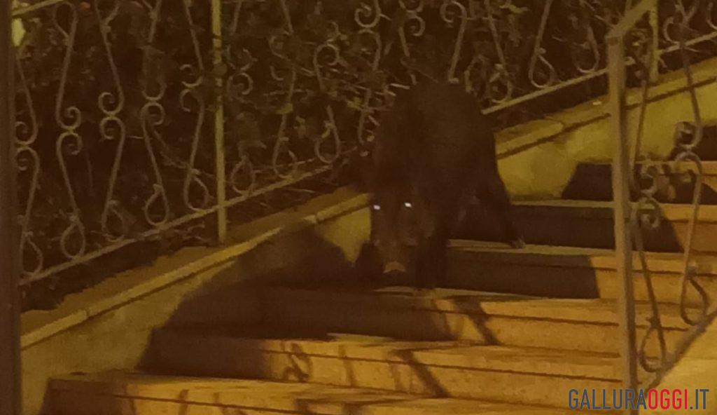 Un grosso cinghiale beccato a passeggio nella piazza di Palau
