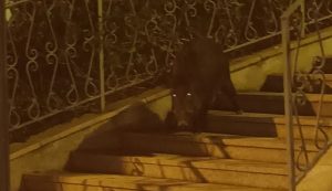 Un grosso cinghiale beccato a passeggio nella piazza di Palau