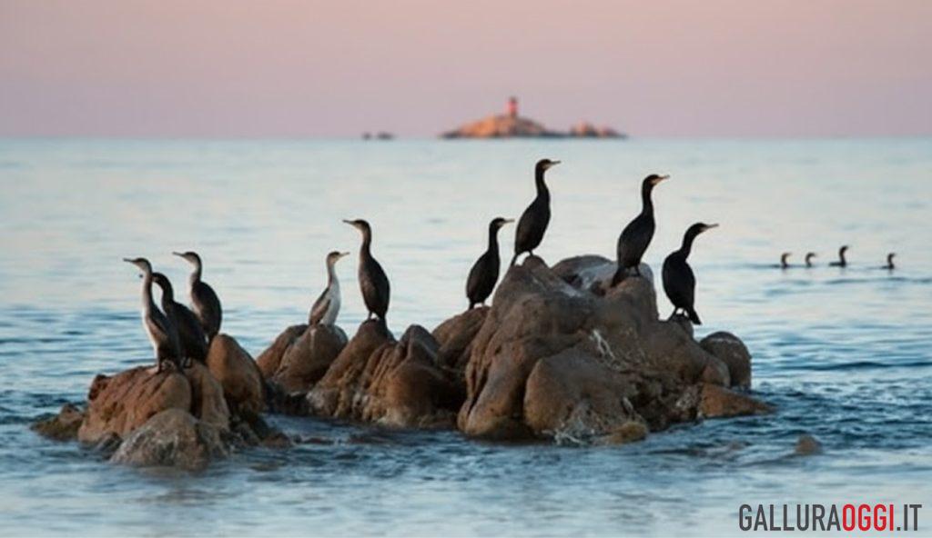 La Maddalena punta all’Unesco con la nuova Riserva della Biosfera