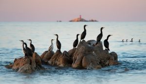 La Maddalena punta all’Unesco con la nuova Riserva della Biosfera