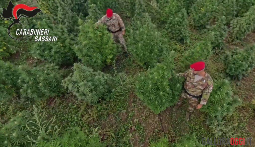 Scambi di droga a Olbia, 50 chili di marijuana per uno di cocaina