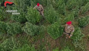 Scambi di droga a Olbia, 50 chili di marijuana per uno di cocaina