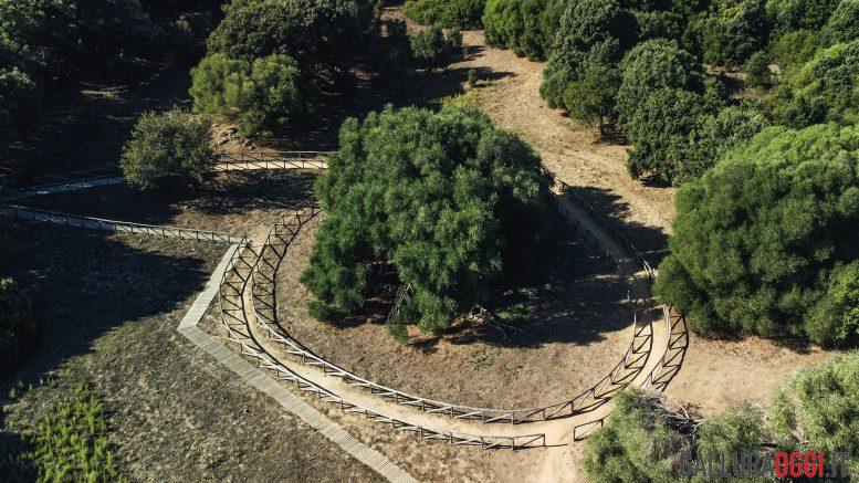 olivastro millenario luras