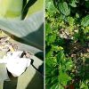A Palau mozziconi e rifiuti deturpano le aiuole di via Capo d'Orso