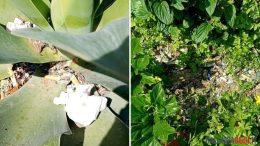 A Palau mozziconi e rifiuti deturpano le aiuole di via Capo d'Orso