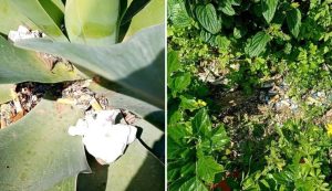 A Palau mozziconi e rifiuti deturpano le aiuole di via Capo d'Orso