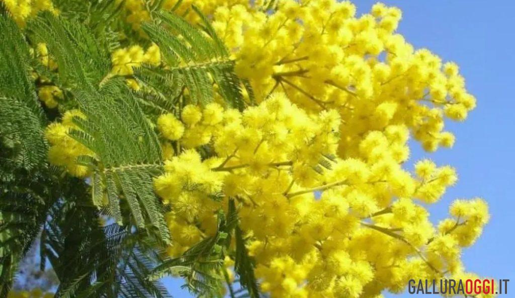 Mimose